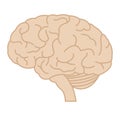 The human brain in profile.